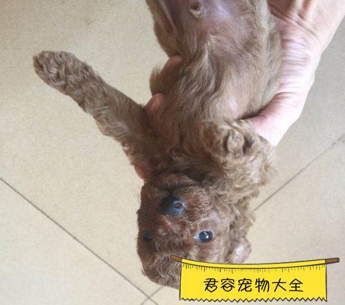 两个月泰迪可以断尾吗两个月的泰迪狗狗还可以断尾吗