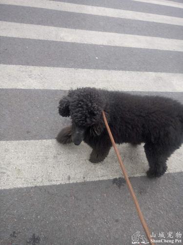 寻主人在渝北区冉家坝同济动物医院新南路店附近捡到巨贵一只求扩散