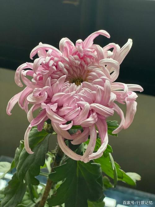 秋季赏菊何处去?醉白池菊展有看头