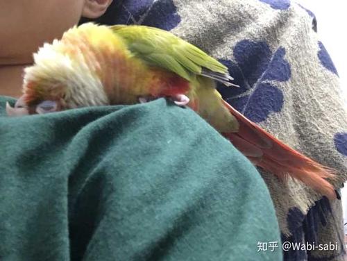 可以让我康康你们的鹦鹉吗?