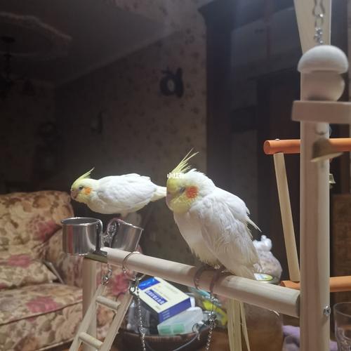 救命玄凤鹦鹉刀胸怎么办