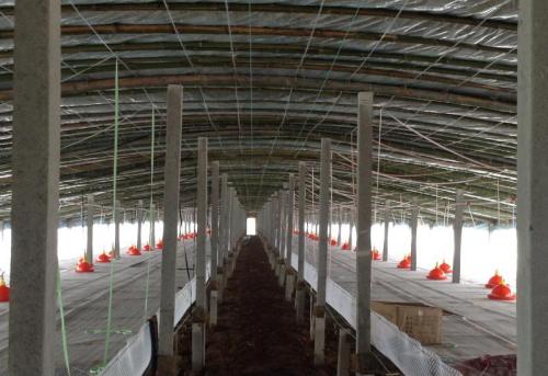 大棚养鸭鸭粪处理养鸭大棚下面的粪便如何清理
