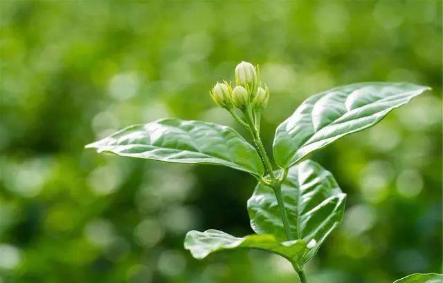 茉莉花有4个表现,说明缺肥了,及时施肥还能花苞压弯枝