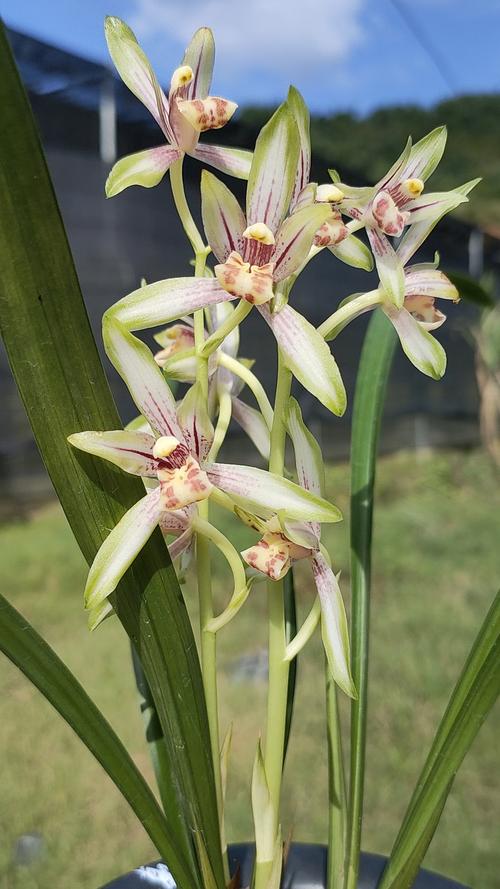 建兰日月潭之恋,花又大又香