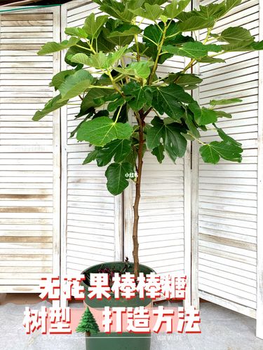 天台如何打造彩虹无花果98棒棒糖树型.