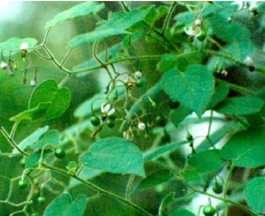 有一味中草药请教名称:特征 1,果实一束是八颗(果实跟