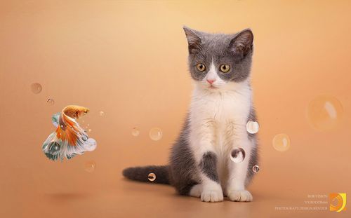 喵星人猫摄影|摄影|宠物摄影|unclebob666 - 原创作品 - 站酷 (zcool)