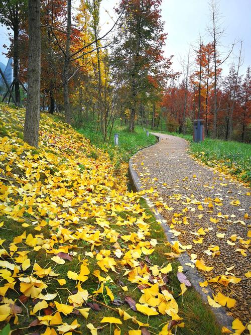 秋天是金色的(六盘水)