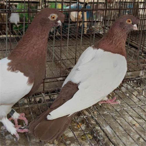 短嘴黑头鸽子金眼白鸽 两头红鸽子 毛脚两头乌鸽 墨环