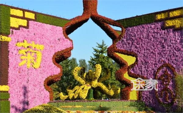 2014北京菊花文化节时间/地点/门票 2014北京菊花文化