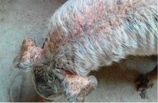 仔猪渗出性皮炎