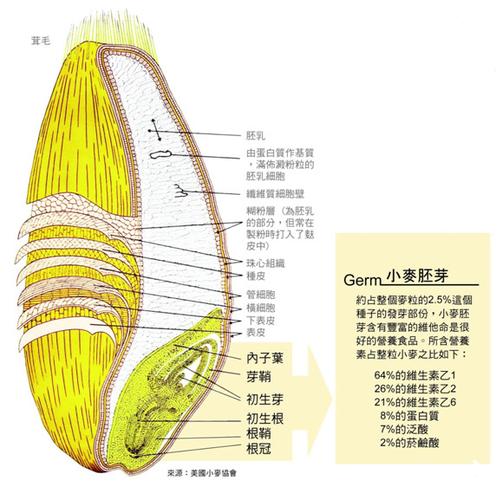 陕富牌小麦胚芽粉600g袋装