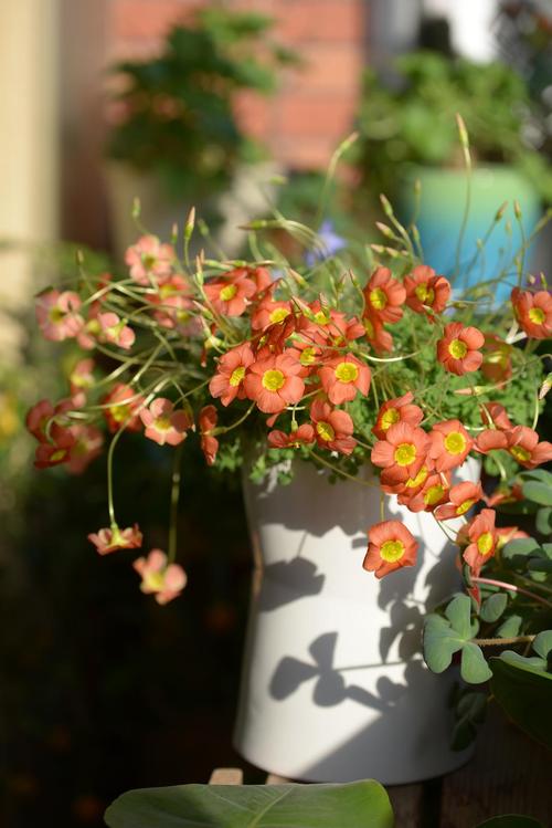 二月花事