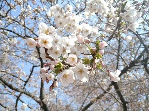 花开花落花满天