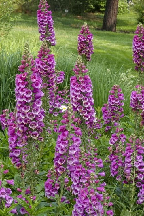 【首发】毛地黄