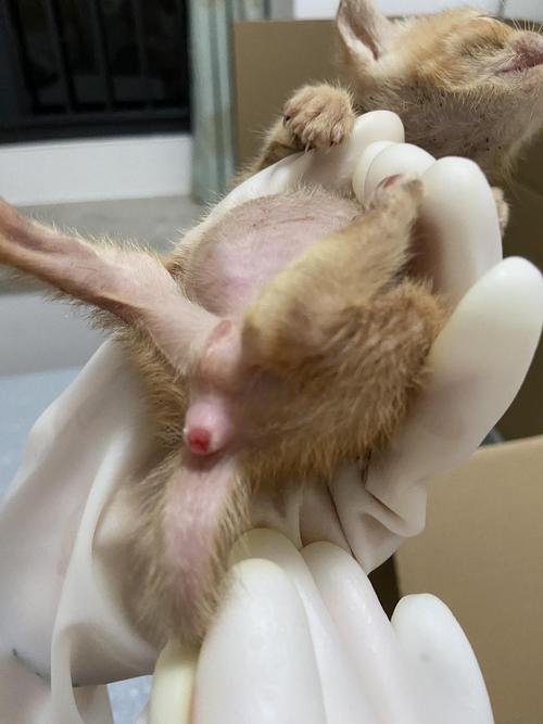 【求助】小猫咪屁屁这样子是脱肛了吗