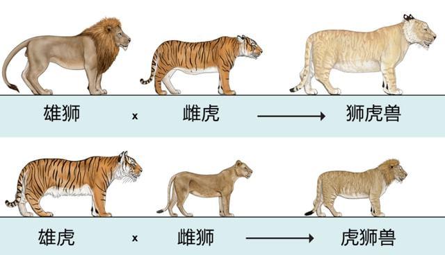 是否应禁止动物杂交野生动物也能杂交繁殖出的后代有多惨