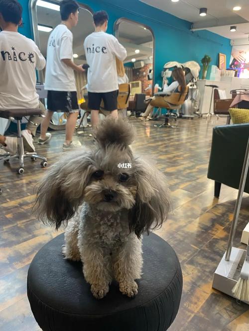 泰迪公主头_泰迪_泰迪怎么样_宠物_狗_晒狗