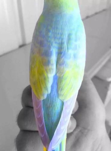 为kevinsbirds的18岁男孩从小就非常喜欢这种澳洲土特产——虎皮鹦鹉