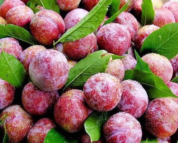 十一,贺州李子 广西贺州市八步区的三华李非常出名,果肉松软,味道香甜