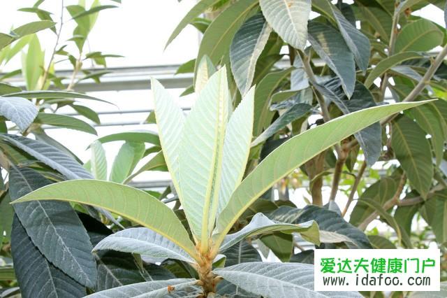 中药枇杷叶的功效与作用止咳效果虽好却不能乱用