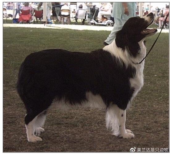 英国历年克鲁夫犬展边牧首席冠军欣赏