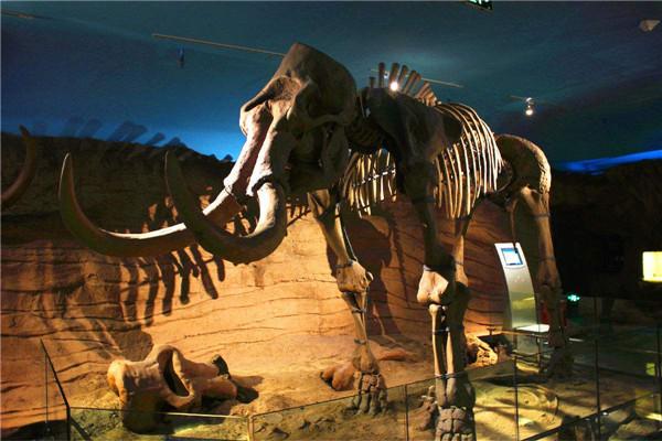 最大的猛犸象叫什么象比亚洲象大三倍重达12吨