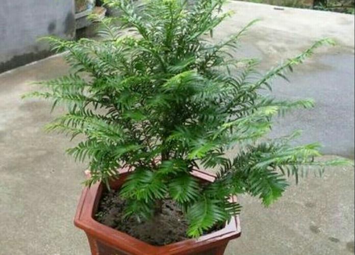 家中养红豆杉盆栽总是容易黄叶萎焉该如何解决