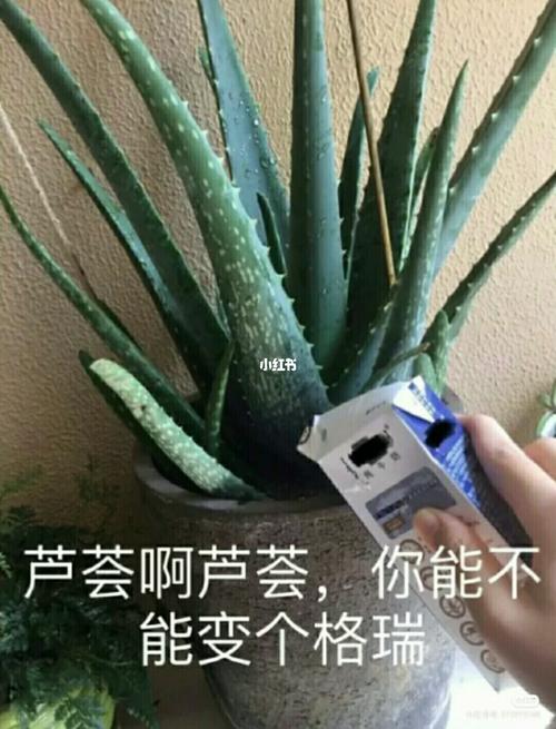 看看这是神马情况_表情包_素材_表情包