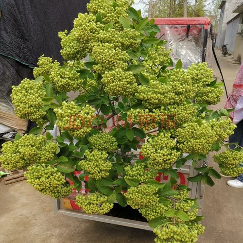 木本绣球树苗中华木绣球苗琼花树苗琼花树苗八仙绣球花苗绣球树苗 木