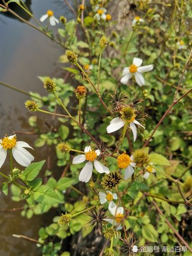潮汕中草药之四方枝苦楝,是感冒,肠炎,偏头痛都用的鬼针草.