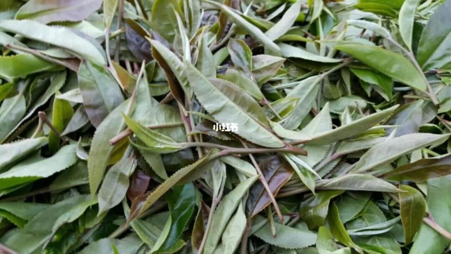 紫芽茶,紫芽系云南群体原始种之中的一种变异种.