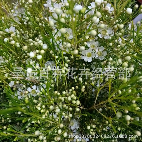 新鲜澳梅鲜花批发 云南基地鲜切花直供花材 澳洲腊梅