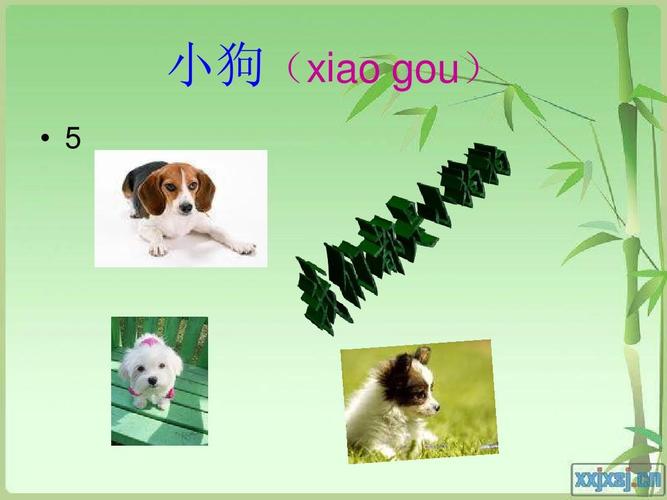 认识小动物ppt
