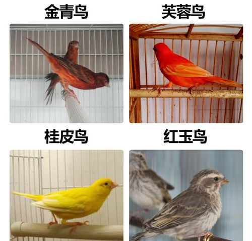 育雏金青鸟 农家养殖金青鸟 商品金青鸟 出售价格