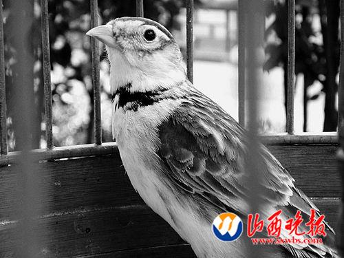 6月3日,我省第三届雀鸟大赛上,两百多只笼鸟激烈角逐,拼长相,比叫口