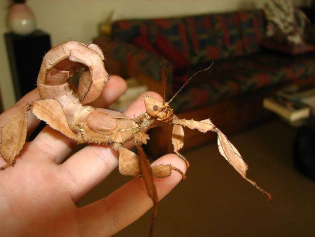 僵尸头战士--幽灵竹节虫又来啦! | 肆养上新|蝎子