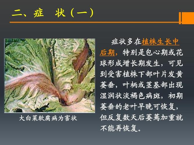 大白菜软腐病为害状