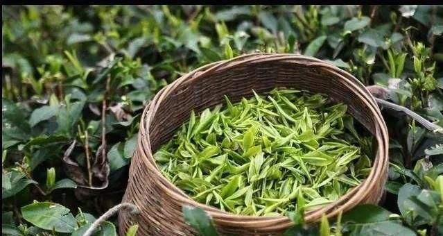 江苏一区,境内汉代法起寺被称"淮海第一丛林",云雾茶很有名