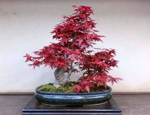 喜欢盆栽就养一盆红枫,叶片比花美,喜庆又漂亮