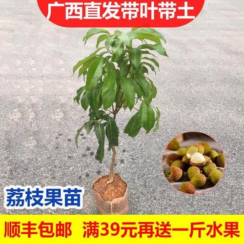 购客四季水果苗释迦果树苗台湾凤梨释迦果当年结果佛陀果番荔枝果树苗