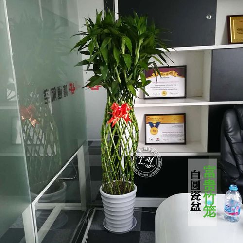 富贵富贵竹竹笼盆栽大型绿植办公办公室室内客厅大型绿植