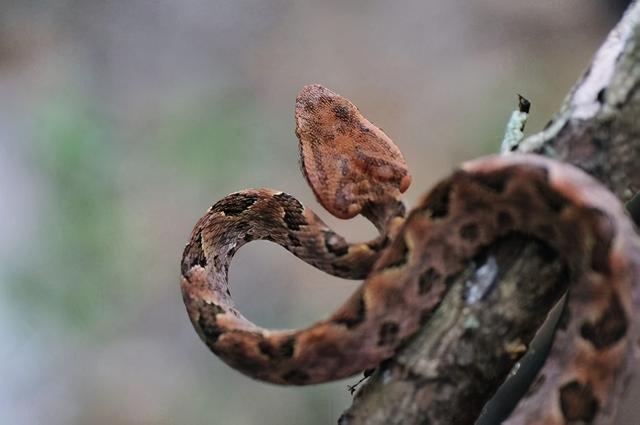 被人忽视的蝮蛇,却是我国伤人最多的毒蛇,3种蝮蛇得重点提防