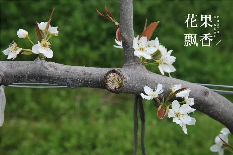 你见过吗?梨树也上v形架