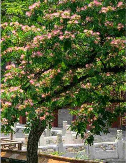 又到一年合欢花开时 有谁知道合欢花的故事?