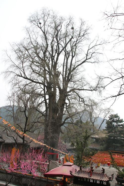京城第一寺院——潭柘寺