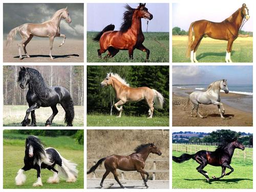 云南十八怪之袖珍小马真能耐