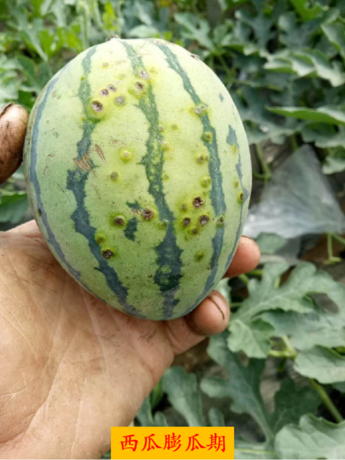浅谈西瓜两大细菌性病害,叶喷,冲施有效防治!