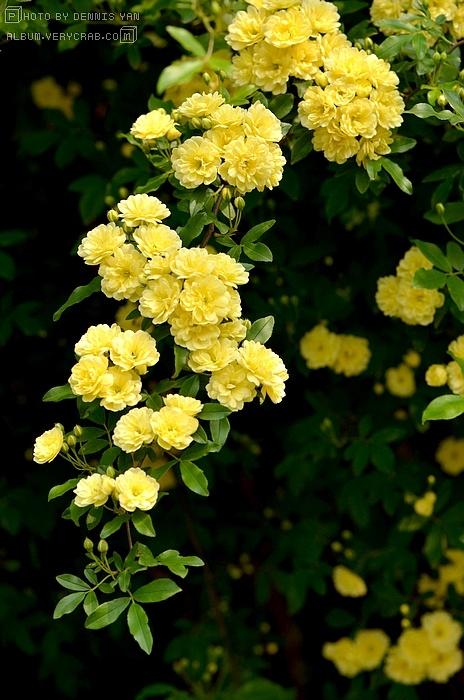 黄木香花 rosa banksiae f. lutea