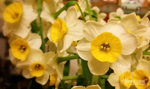 水仙花图片大全 水仙花图片欣赏及资料介绍